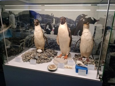 Rozstrzygnięcie XXXVIII edycji Ogólnopolskiego Konkursu Plastycznego pod hasłem „Mój Las” w Nadleśnictwie Puławy. - 17